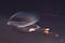 Thumbnail image. Click to load APOD for this date