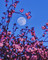 Thumbnail image. Click to load APOD for this date