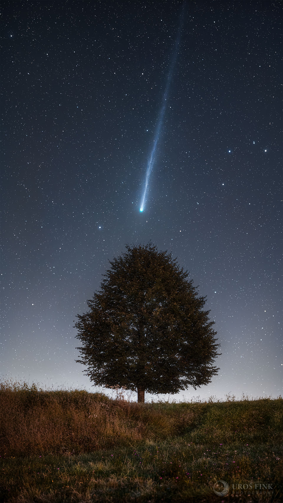 A tree is seen silhouetted against a night sky filled
with stars. Above the tree with its tail pointing nearly 
vertically is a comet: Comet Lemmon. 
Please see the explanation for more detailed information.