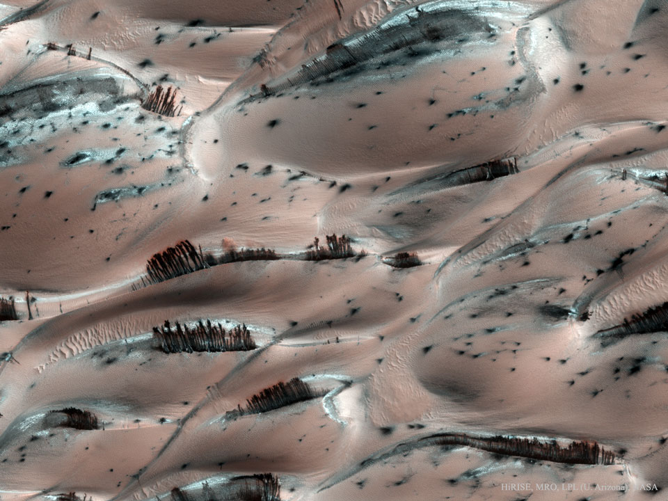 Viewed from above, a landscape on Mars 
features many ridges of pink sand. Superposed on
some of these ridges are thin brown stipes. 
Please see the explanation for more detailed information.
